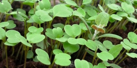 Zašto rotkvica ide na strelicu - šta učiniti